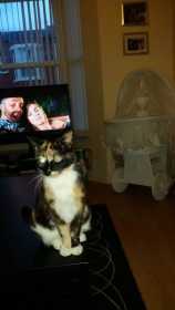 Lost Cat