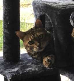 Lost Cat