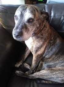 Lost Dog