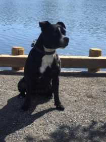 Lost Dog