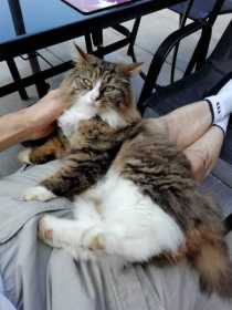 Lost Cat