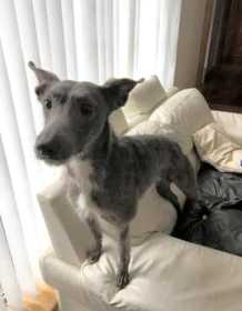 Lost Dog