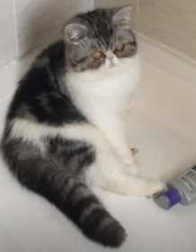 Lost Cat