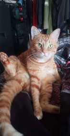 Lost Cat