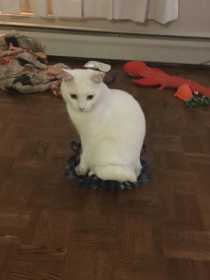 Lost Cat