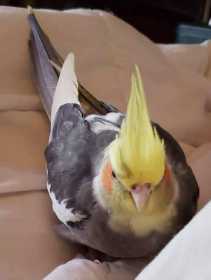 Lost Cockatiel