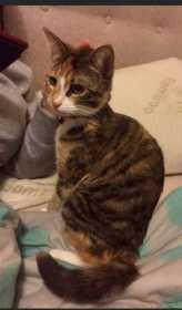 Lost Cat