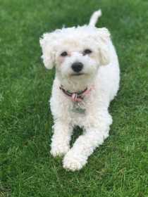 Lost Dog