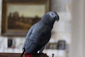 Lost African Grey