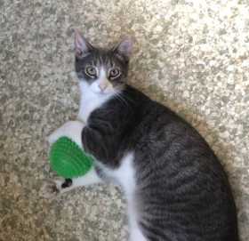 Lost Cat