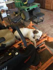 Lost Dog