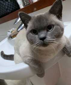 Lost Cat
