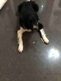Lost Dog