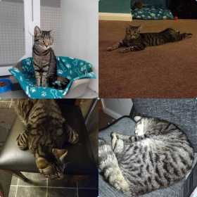 Lost Cat