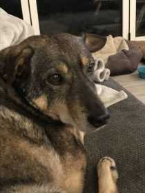 Lost Dog