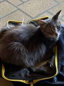 Lost Cat