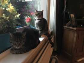 Lost Cat