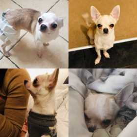 Lost Dog