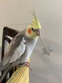 Lost Cockatiel