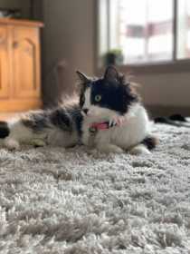 Lost Cat
