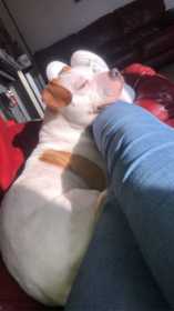 Lost Dog