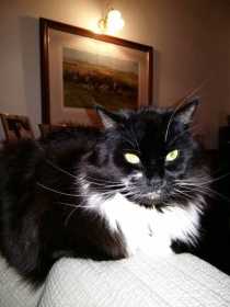 Lost Cat