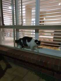 Lost Cat