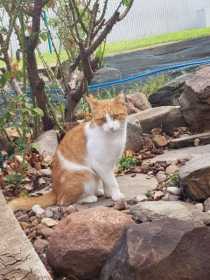 Lost Cat