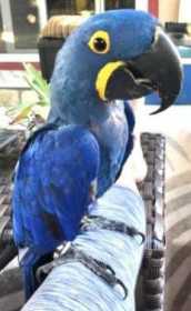 Lost Macaw