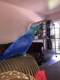 Lost Macaw