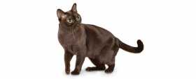 Lost Cat