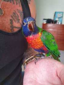 Lost Lory / Lorikeet