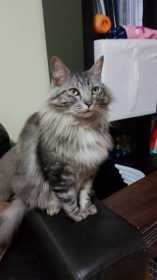 Lost Cat