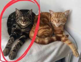 Lost Cat