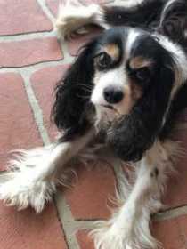 Lost Dog
