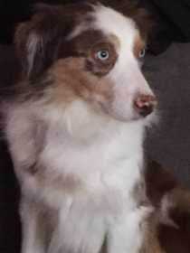 Lost Dog