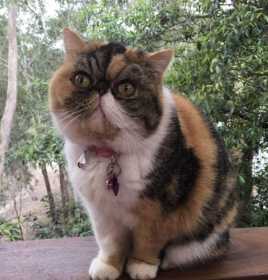 Lost Cat