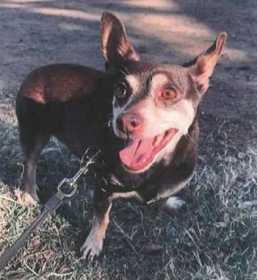 Lost Dog