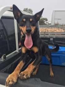 Lost Dog