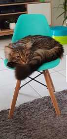 Lost Cat