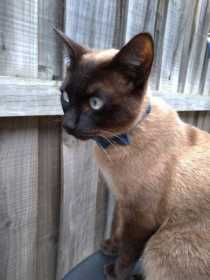 Lost Cat