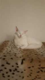 Lost Cat