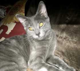 Lost Cat