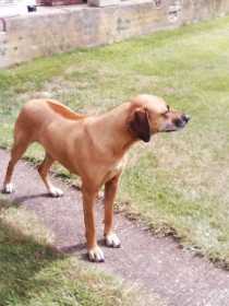 Lost Dog