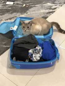 Lost Cat
