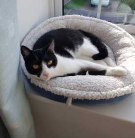 Lost Cat