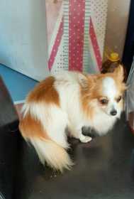 Lost Dog
