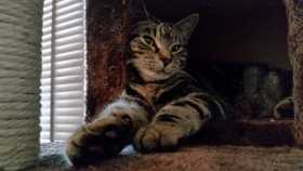 Lost Cat