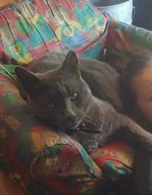Lost Cat