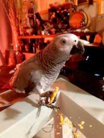 Lost African Grey